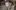 Creepy-Creatures-Trail-scaled-aspect-ratio-16-9 A white wolf surrounded by other animals including a deer and an emu