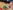WEB-Music-copy-aspect-ratio-16-9 A child in a yellow gingham dress is standing at a table with musical instruments, holding a blue percussion stick. On the table are a red ukulele, green maracas, jingle sticks, a blue egg shaker, and a black bag with a white octopus design.