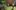 Children play in a leafy green garden
